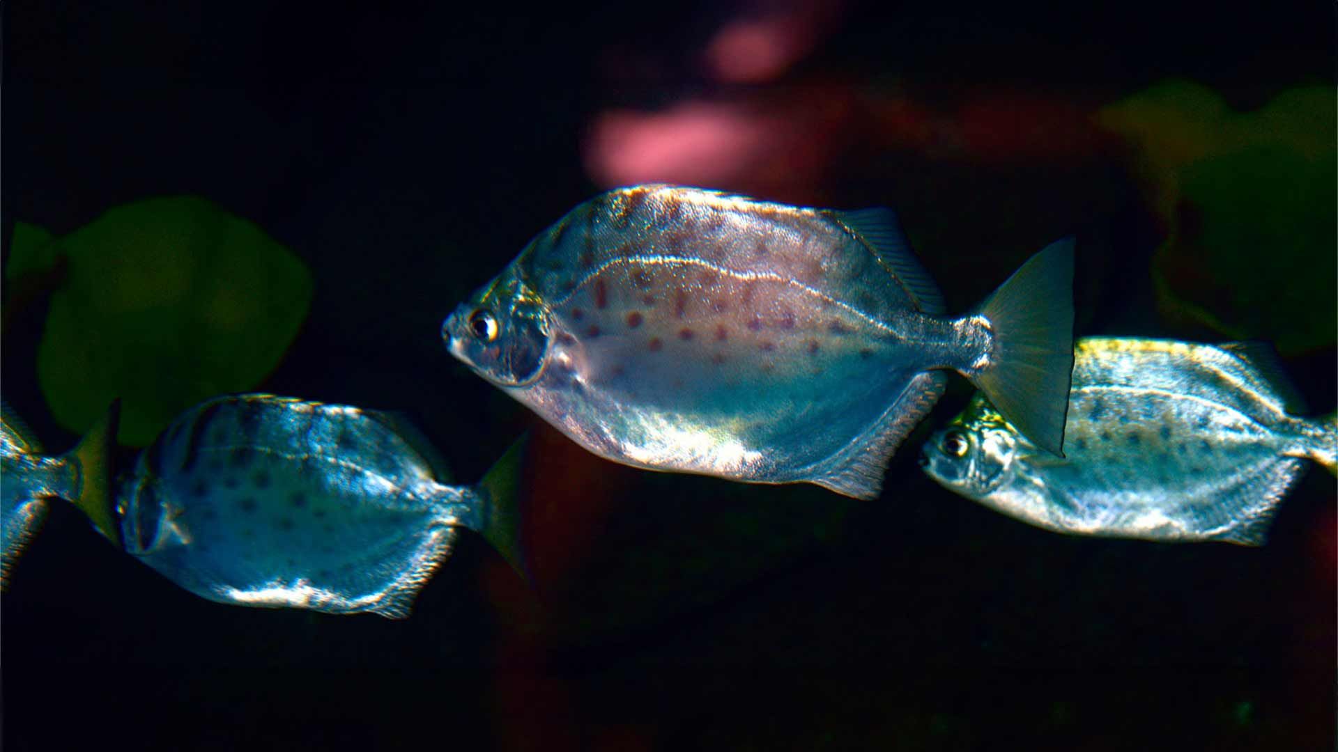 Striped Butterfish Poema Del Mar Aquarium Gran Canaria