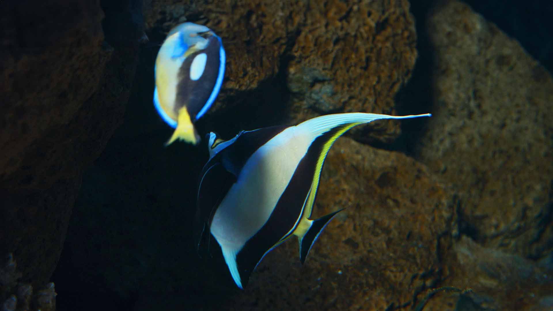 Moorish Idol