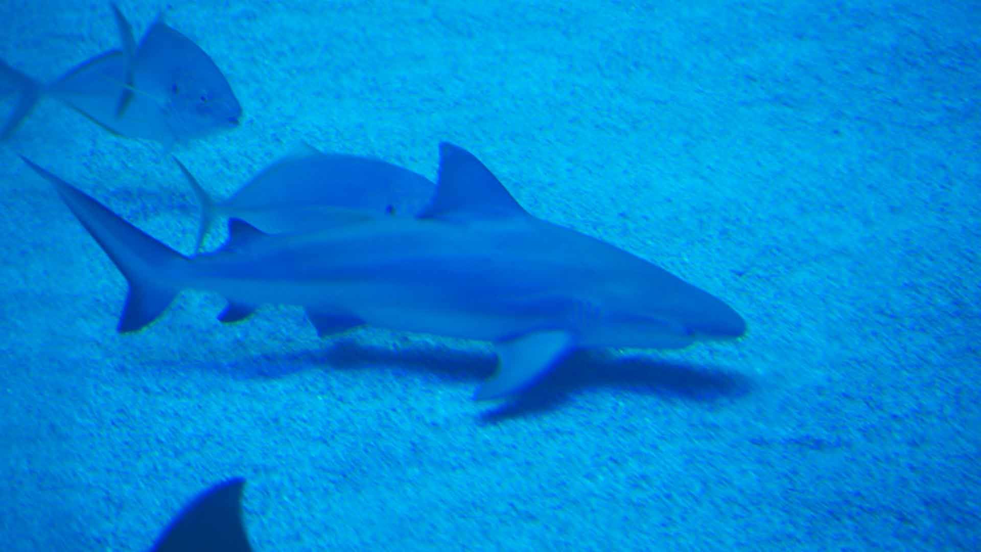 Bull Shark