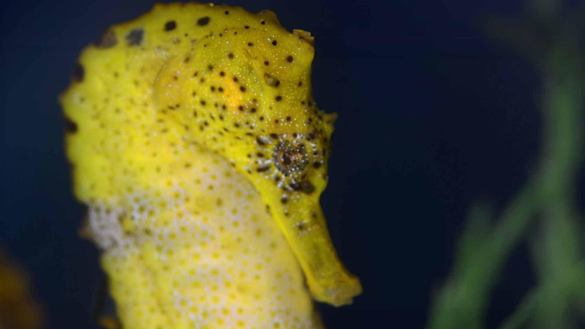 Longsnout Seahorse