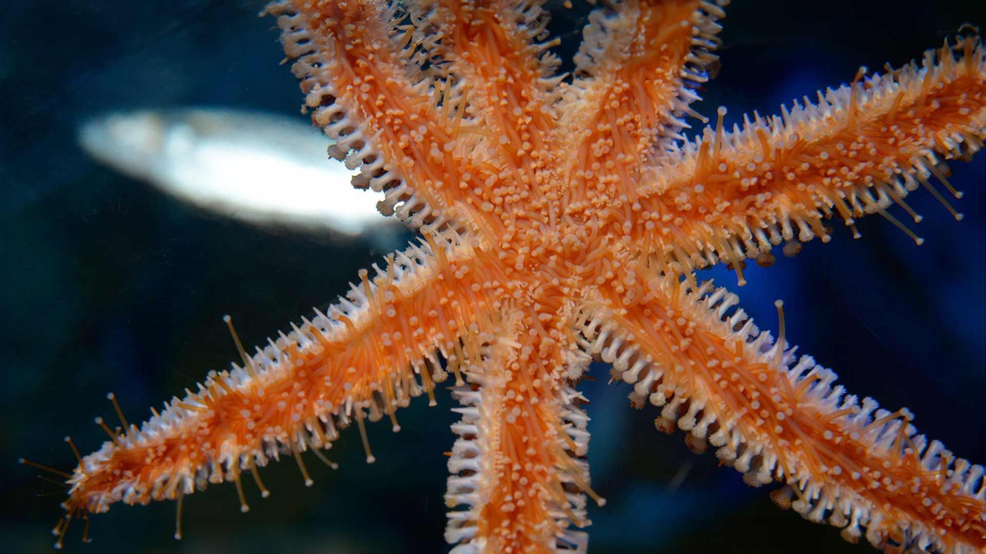 Blue Spiny Starfish