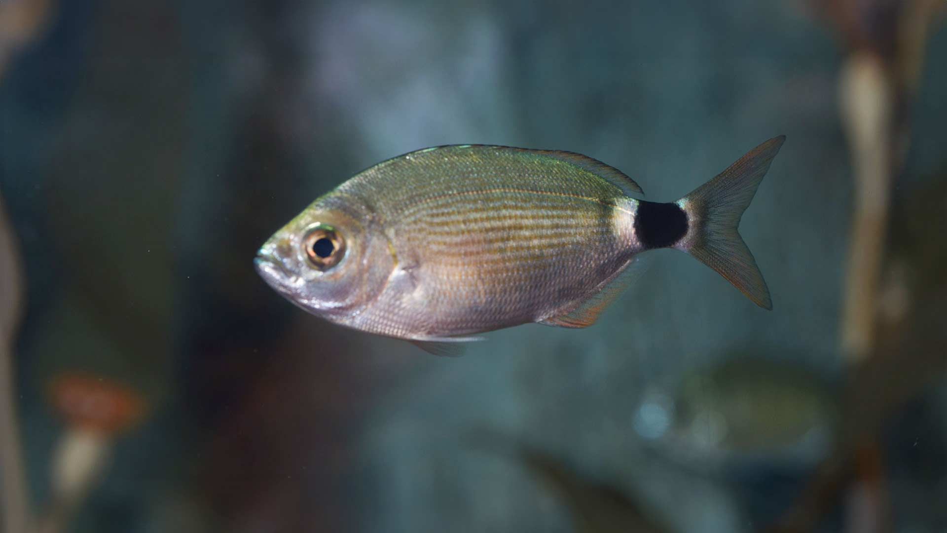 Saddled Seabream