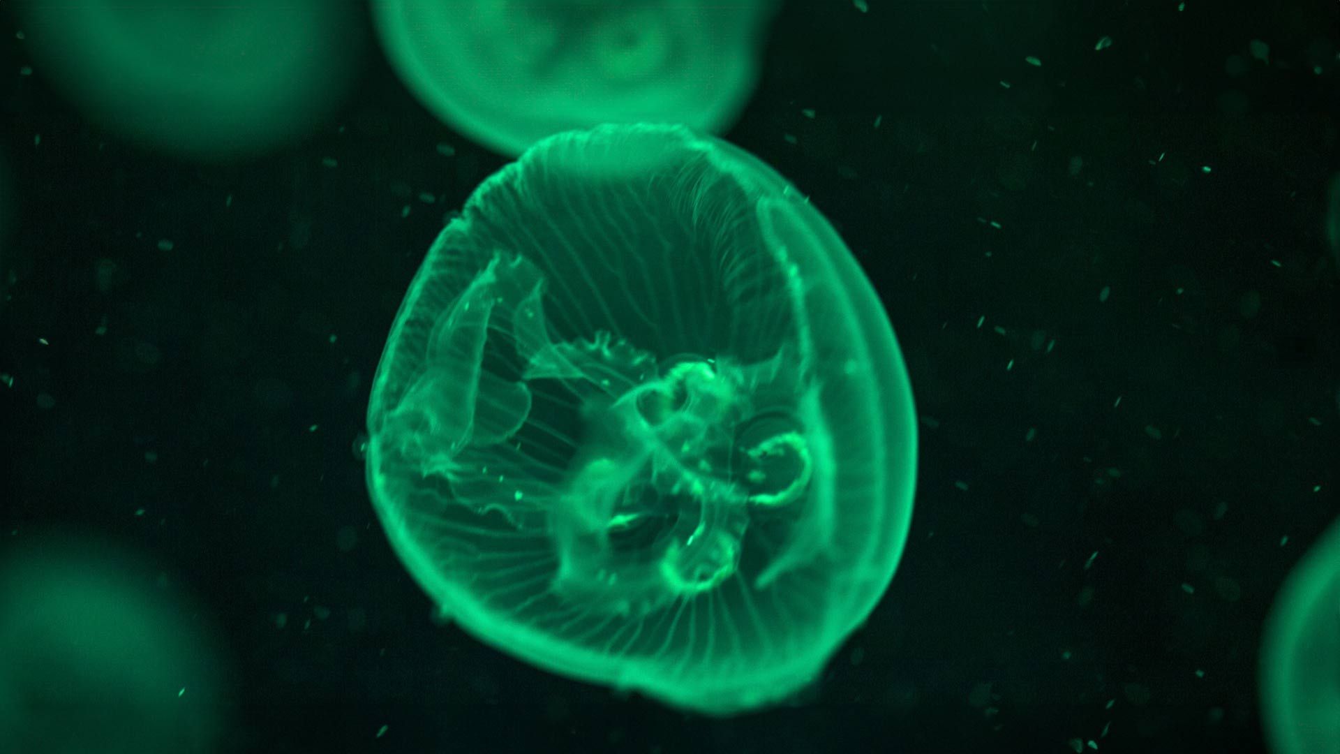 Moon Jelly