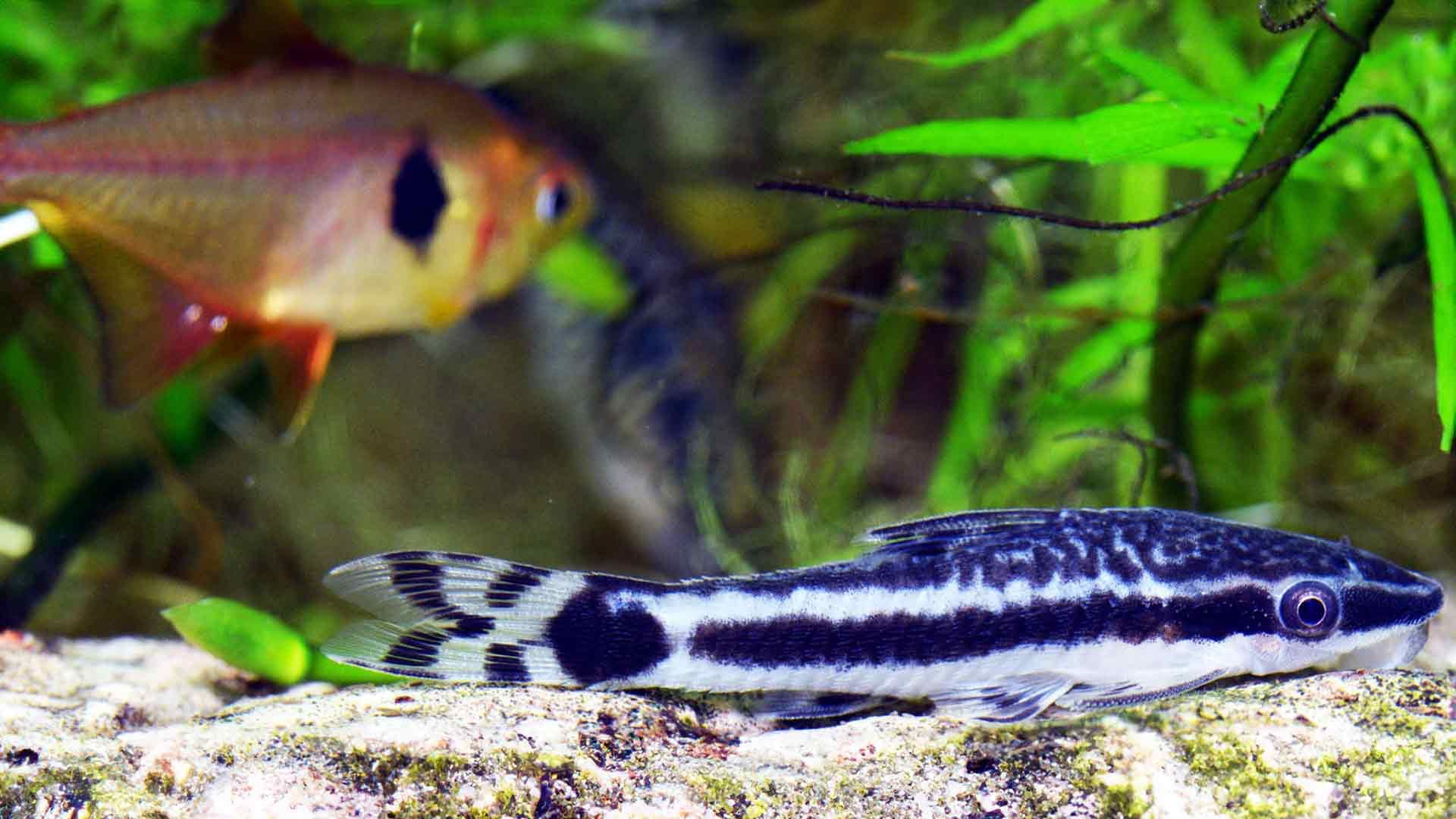 Otocinclus Catfish