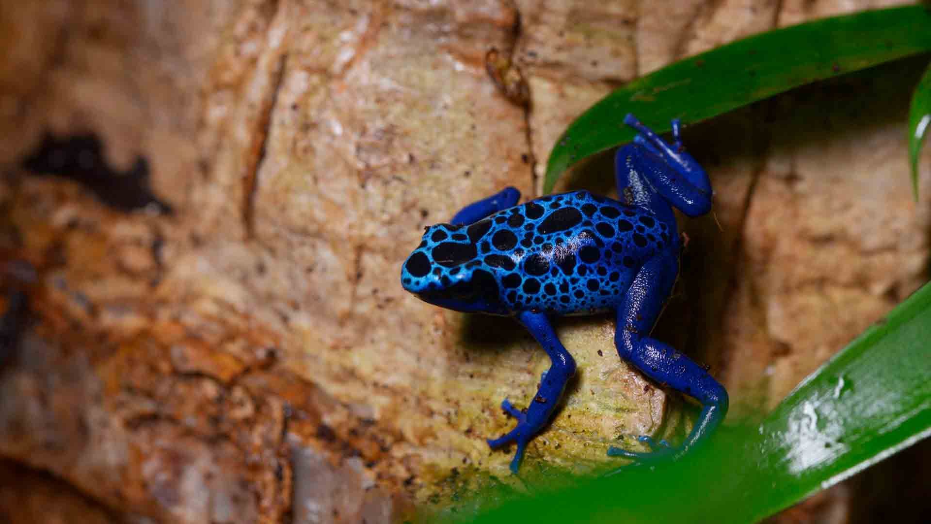 Blauer Pfeilgiftfrosch