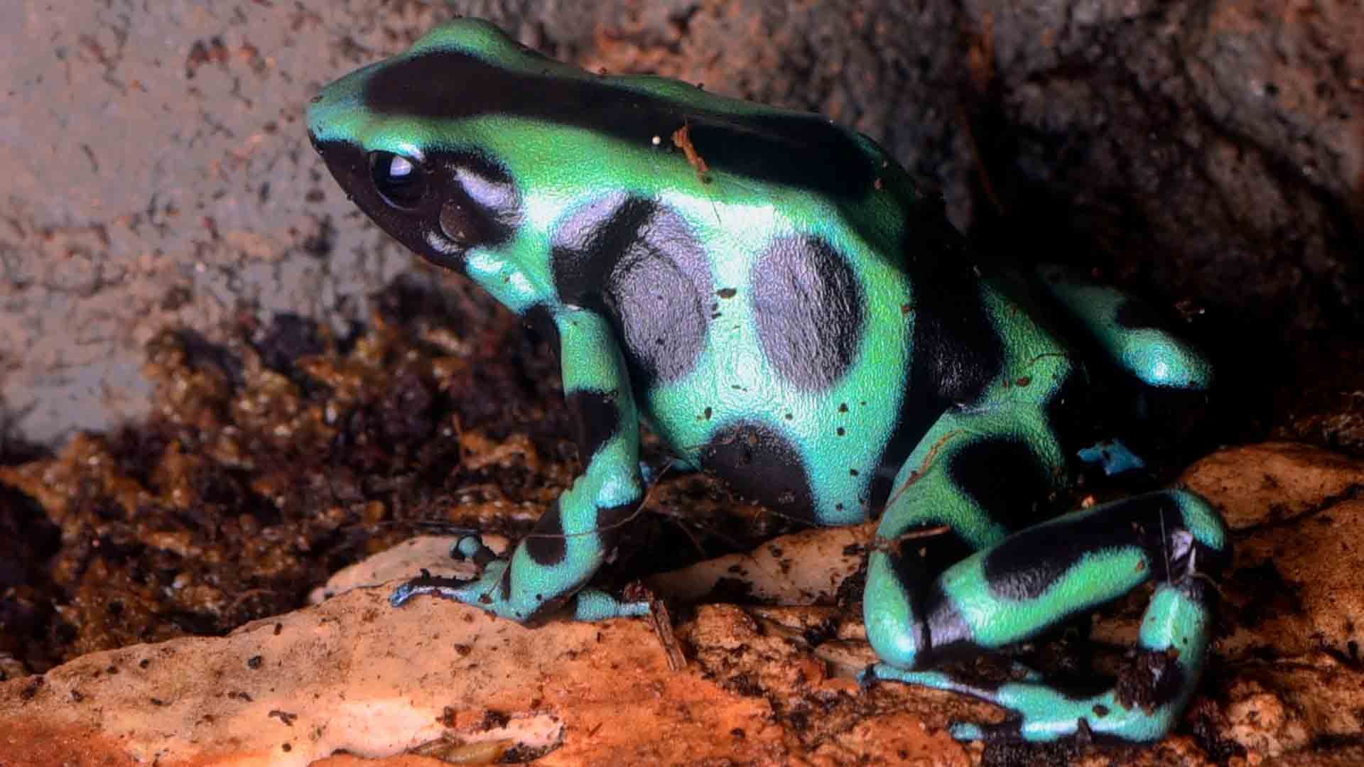 Green & Black Posion Dart Frog Poema del Mar Aquarium Gran Canaria