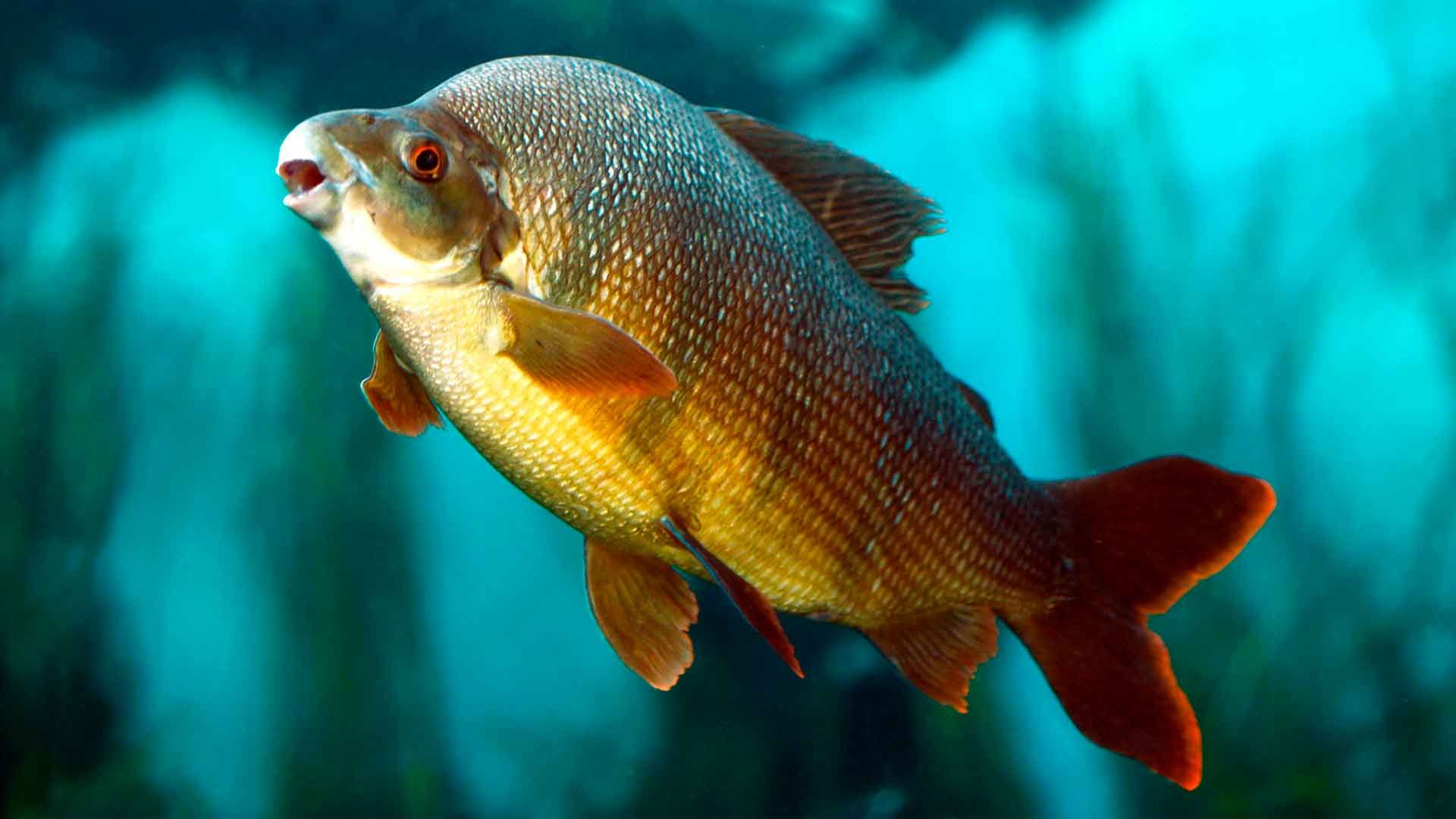 Labeo payaso de seis líneas Poema Del Mar Acuario Gran Canaria