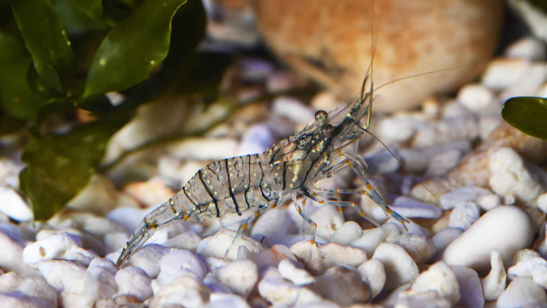 Common Prawn