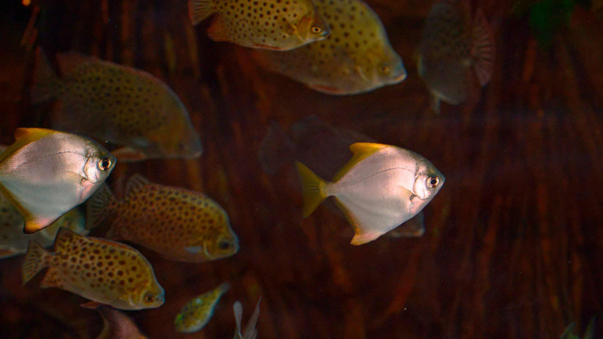 Malaysian Angelfish