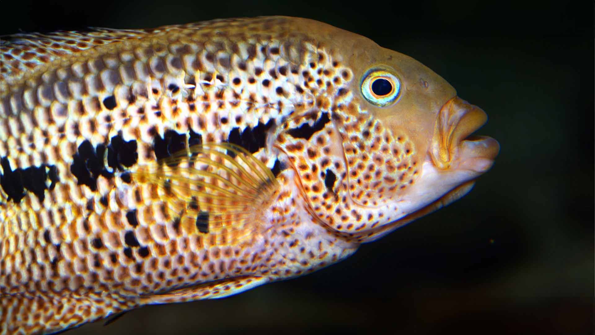 Mayan Cichlid