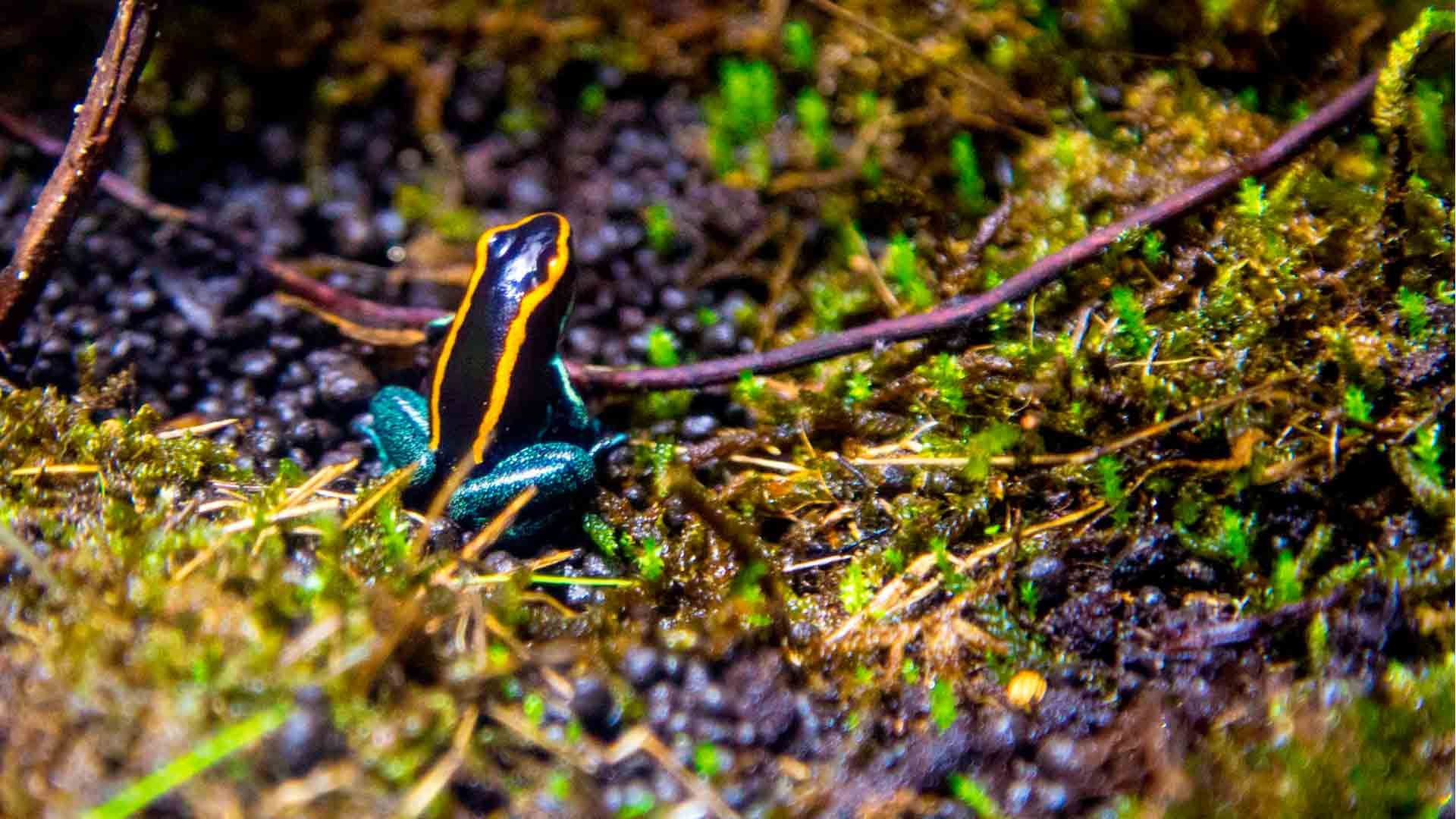 Bumblebee Poison Frog