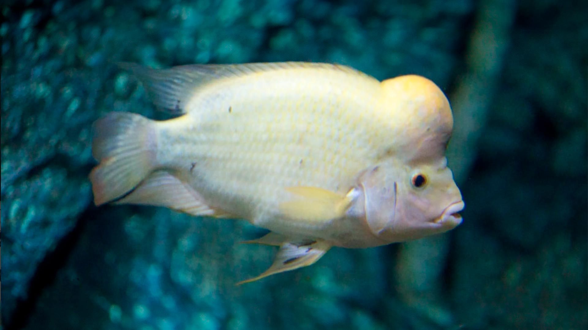 Midas Cichlid Poema Del Mar Aquarium Gran Canaria