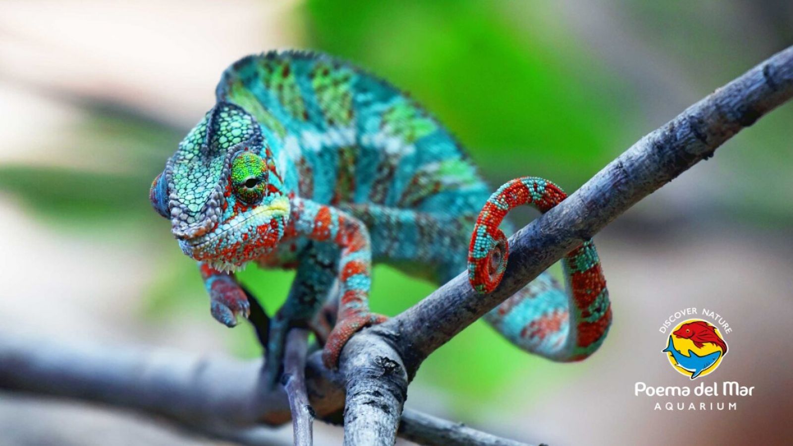 Pantherchamäleon auf Madagaskar