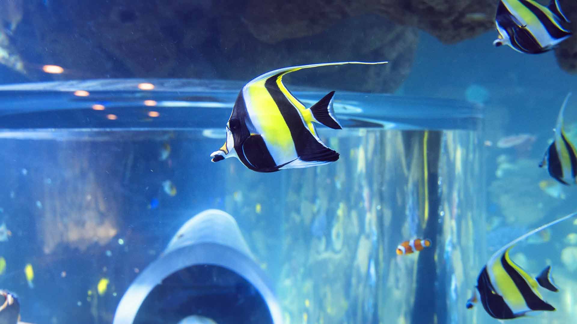 Moorish Idol