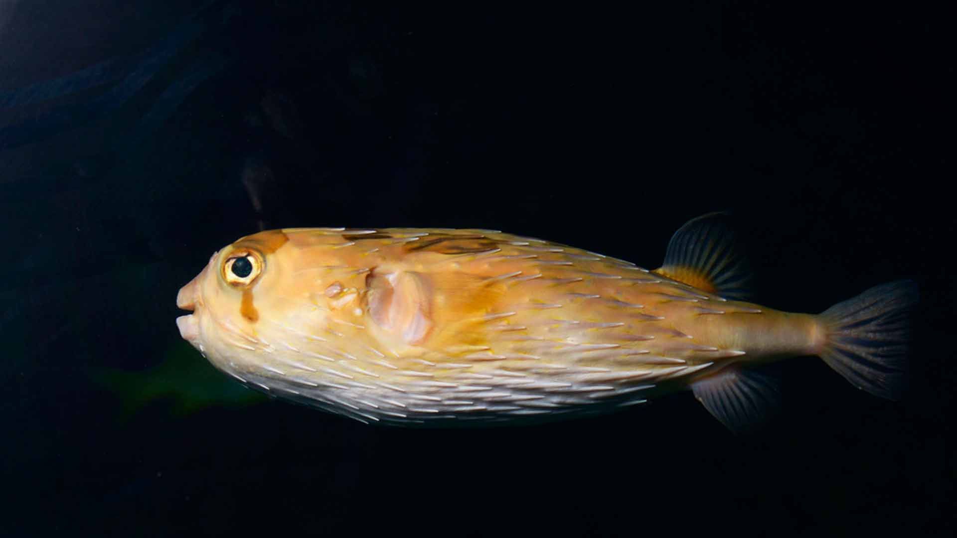 Long Spine Porcupine Fish