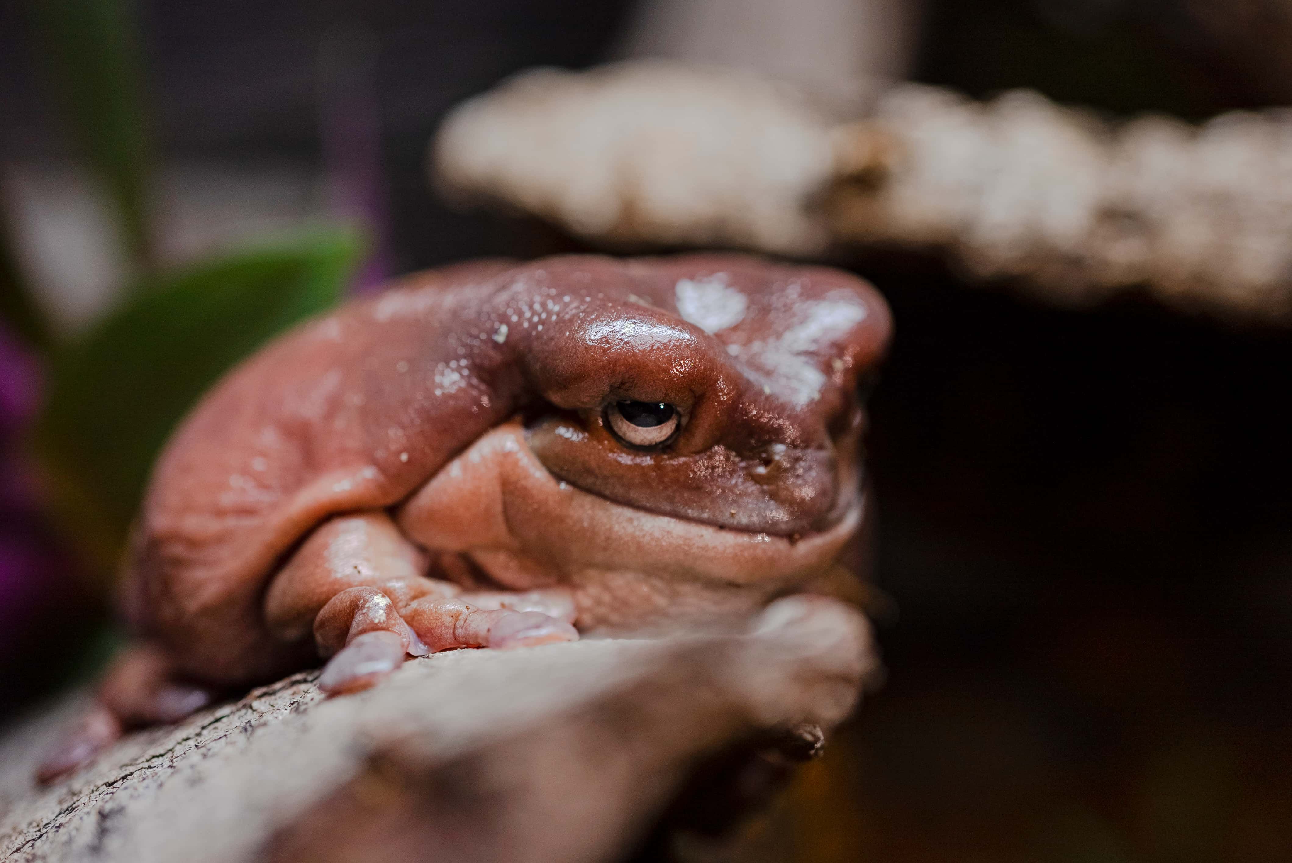 Rana arborícola de Australia