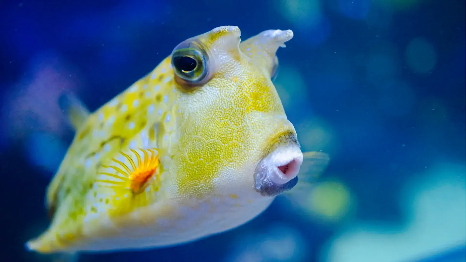 Horned Cowfish Poema Del Mar Aquarium Gran Canaria