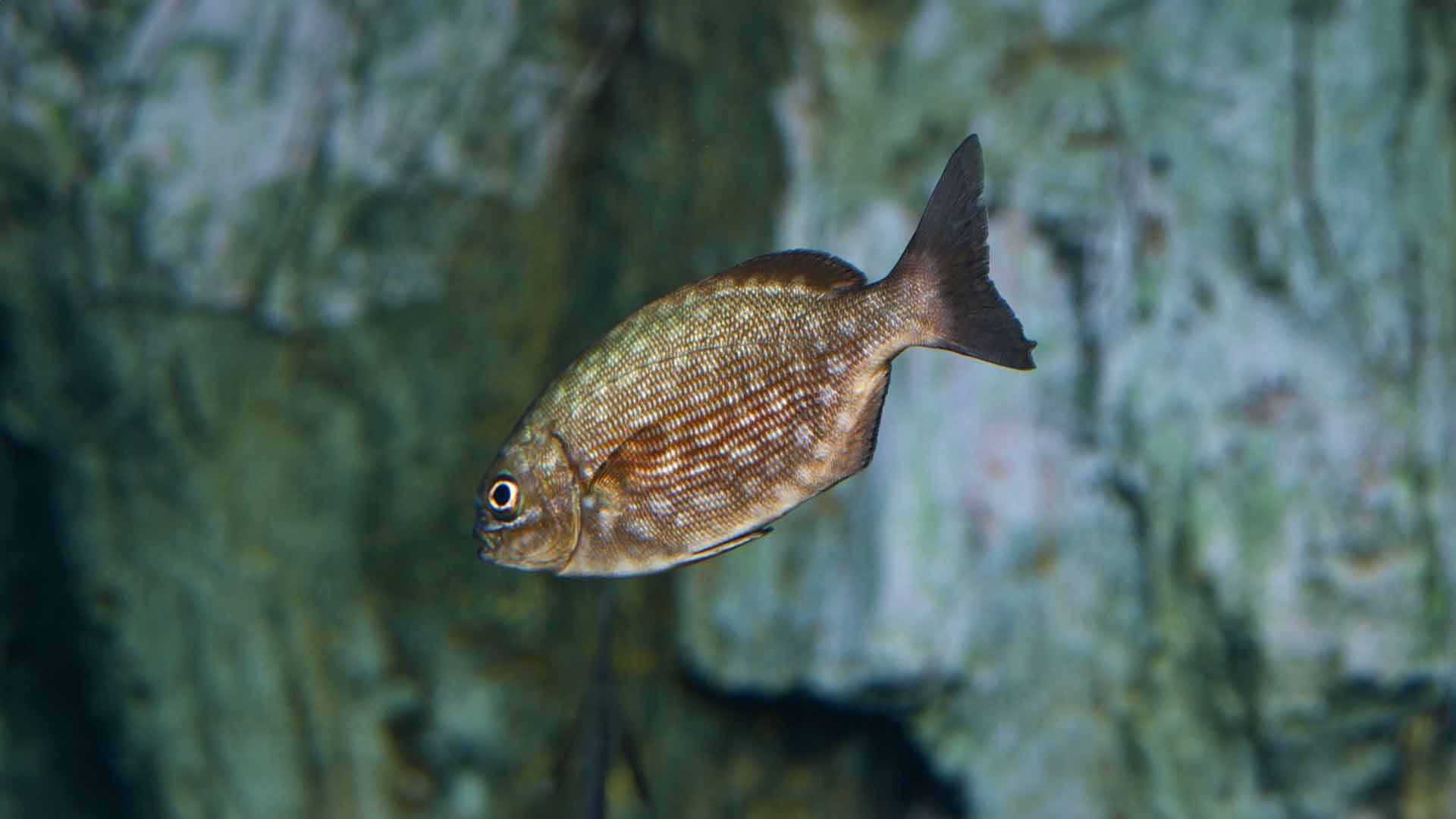 Bermuda Chub