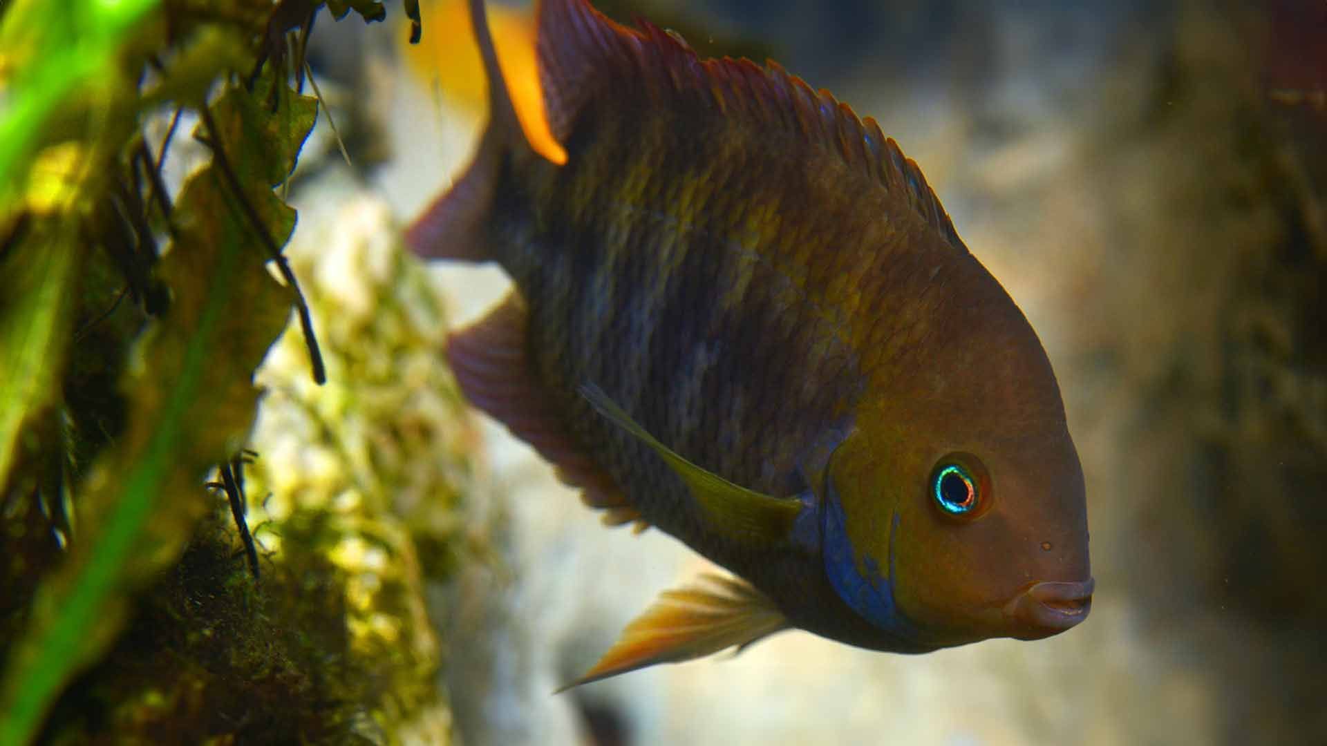 Sajica Cichlid