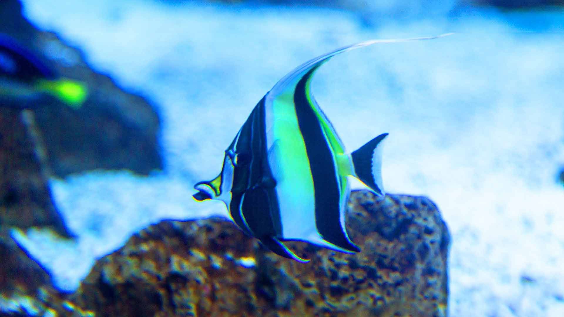 Moorish Idol