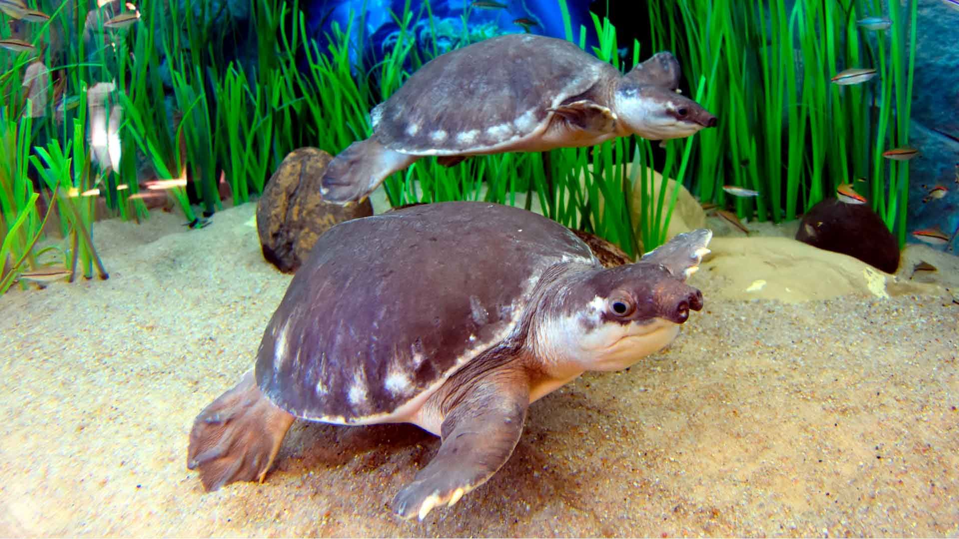 Papua-Weichschildkröte Poema Del Mar Aquarium Gran Canaria