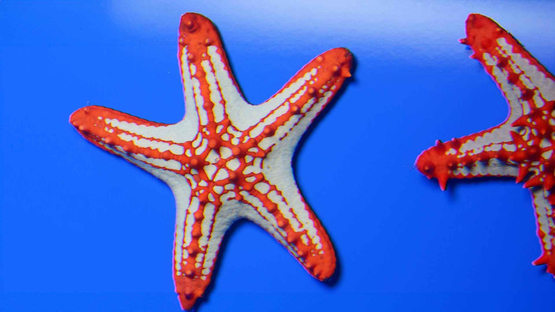 Mediterranean Red Sea Star