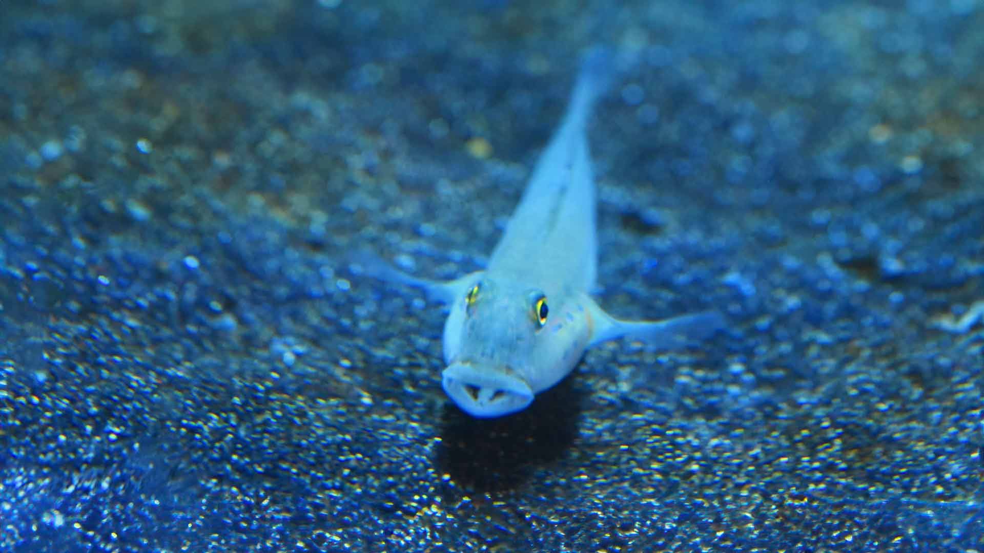 Sleeper Blue Dot Goby