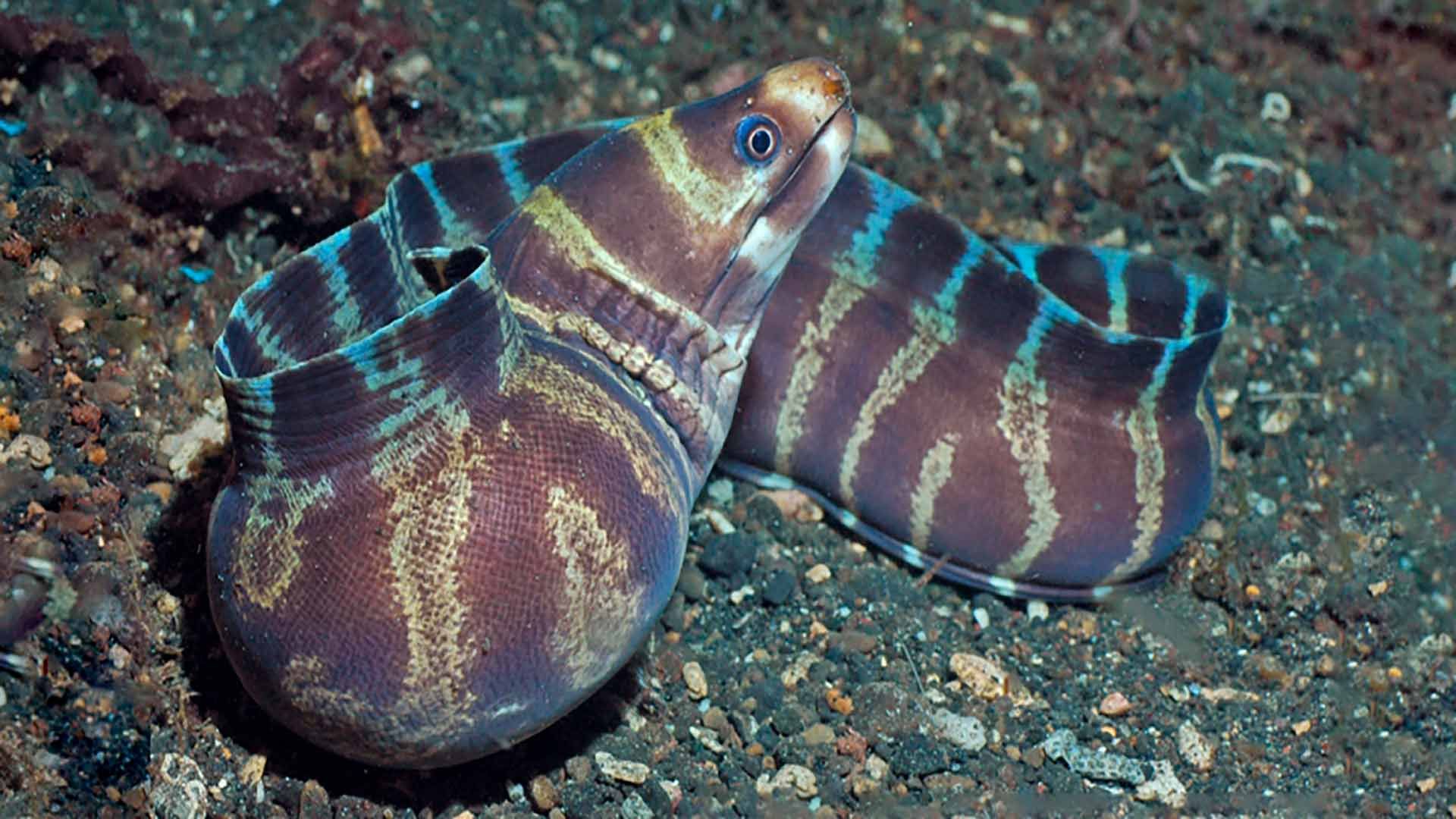 Barred moray Poema Del Mar Aquarium Gran Canaria