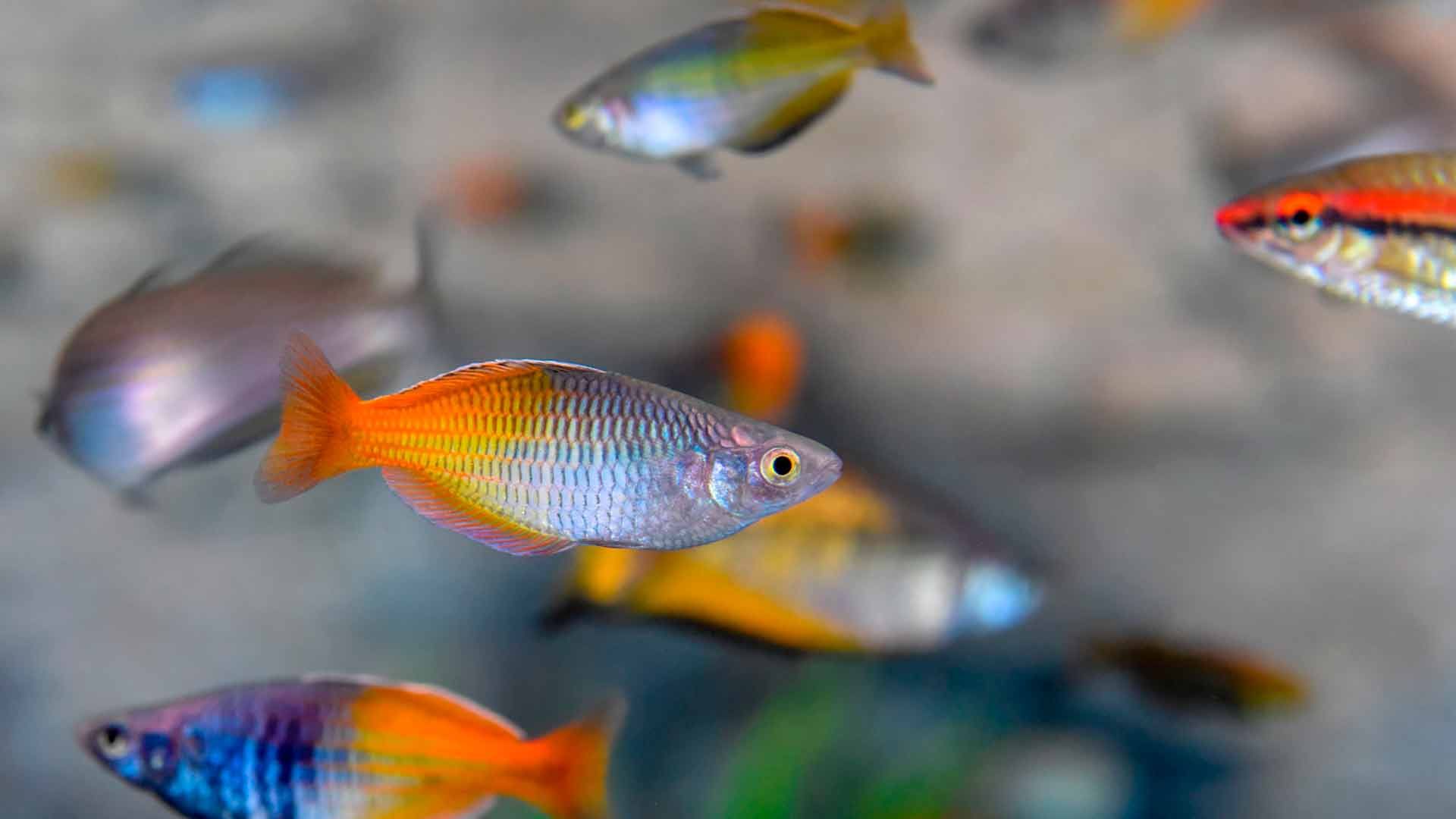 Parkinson Rainbowfish