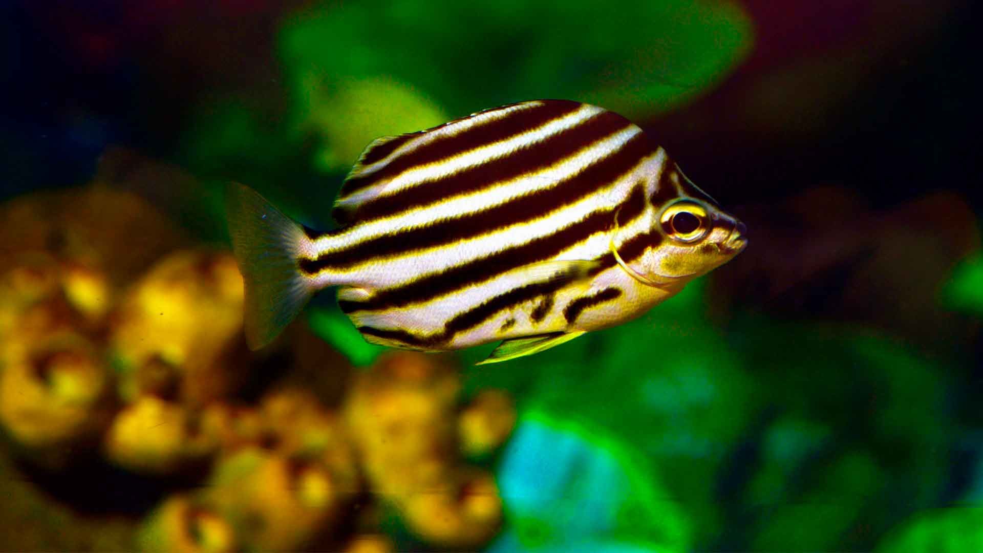 Stripey