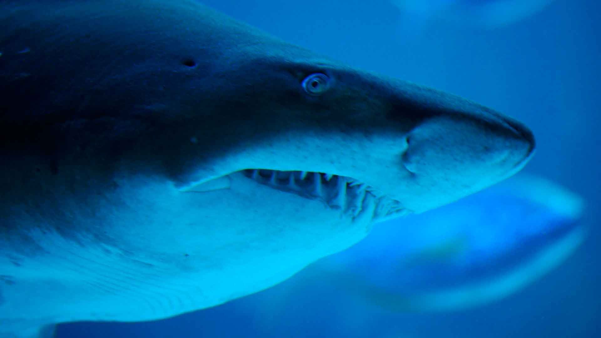 Sand Tiger Shark