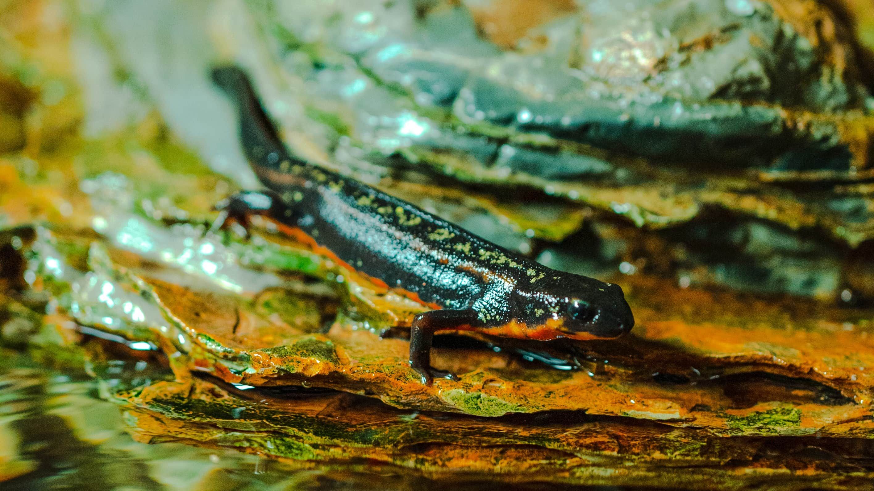 Rana arborícola de Australia