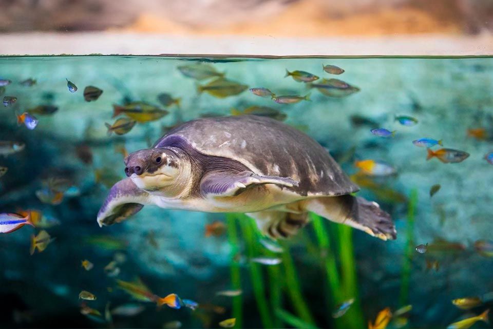 Tortuga nariz de cerdo Poema del Mar Acuario