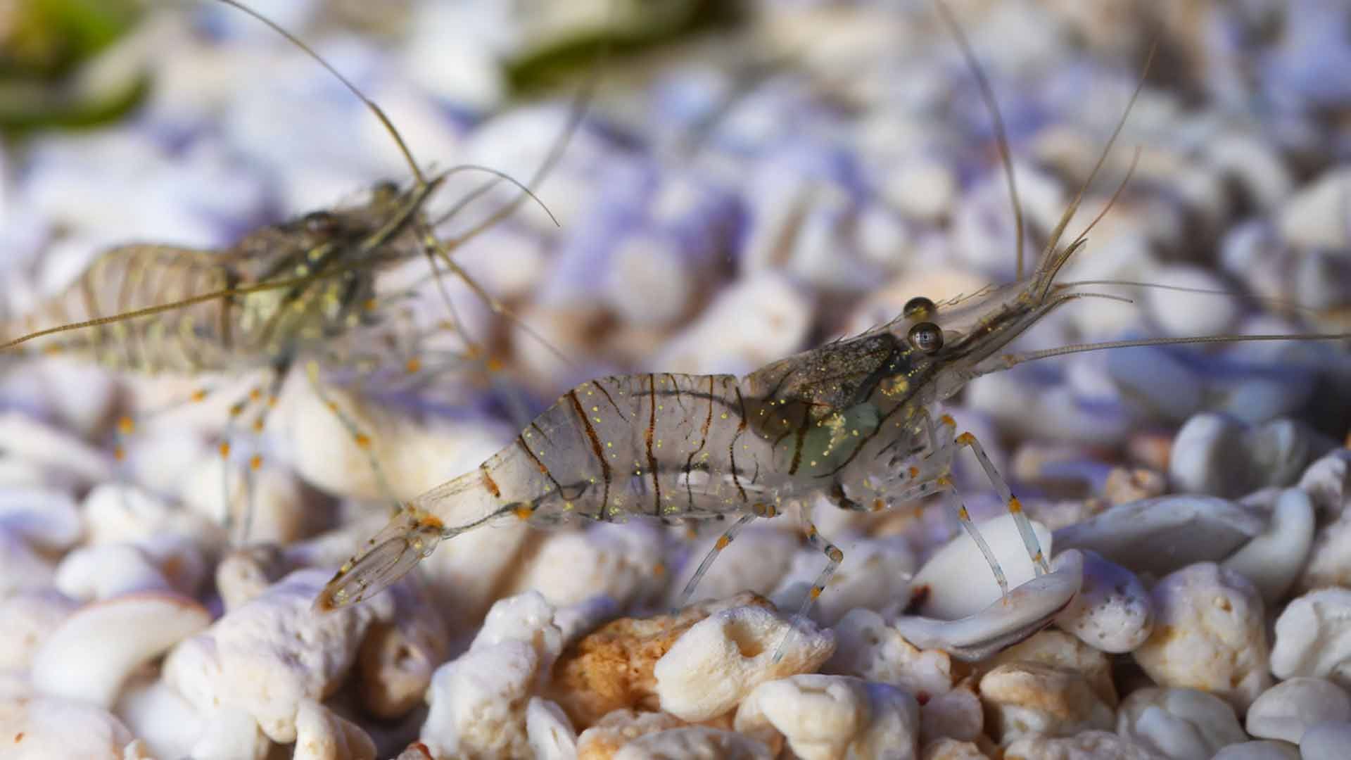 Common Prawn