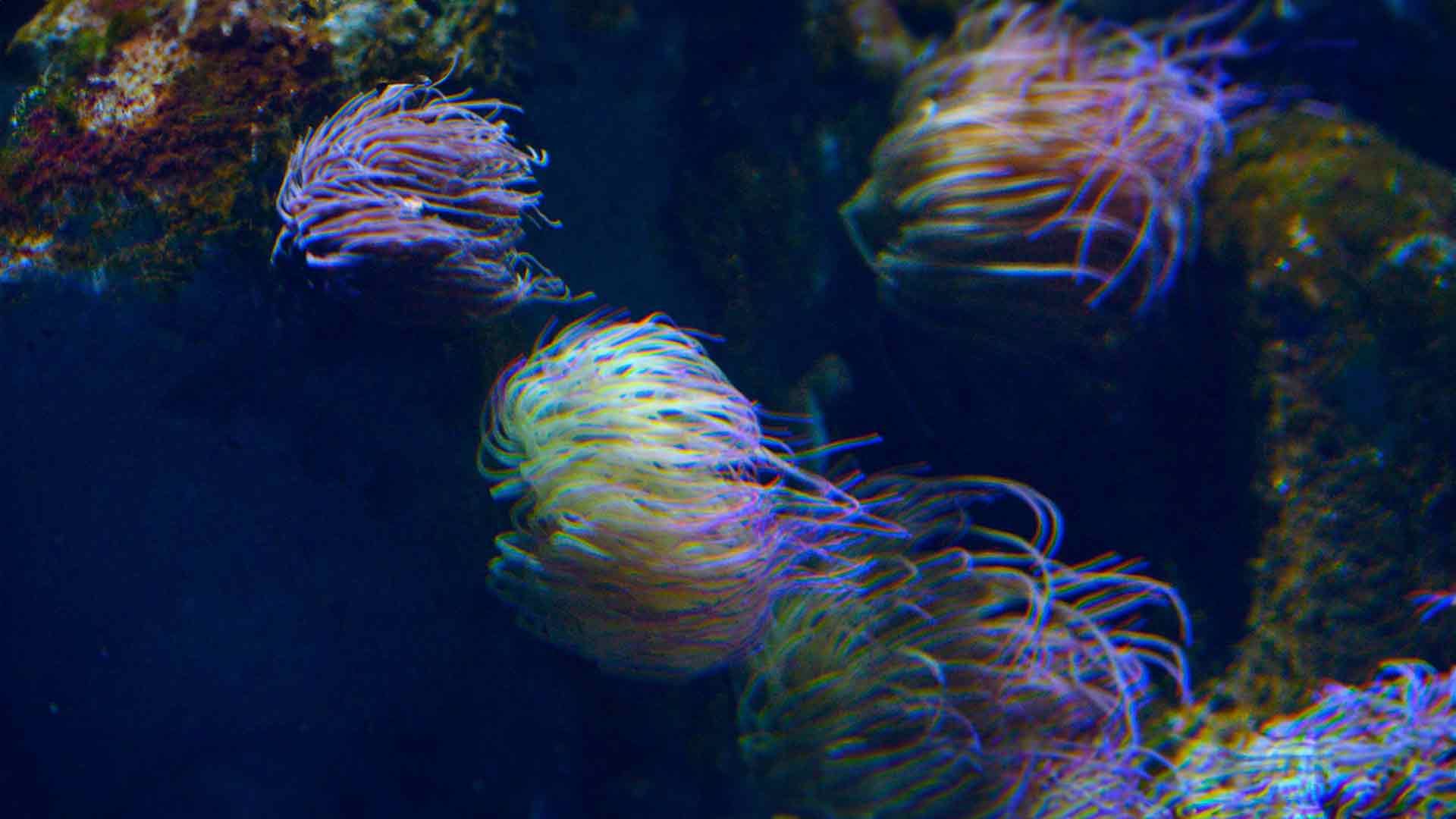 Snakelocks Sea Anemone