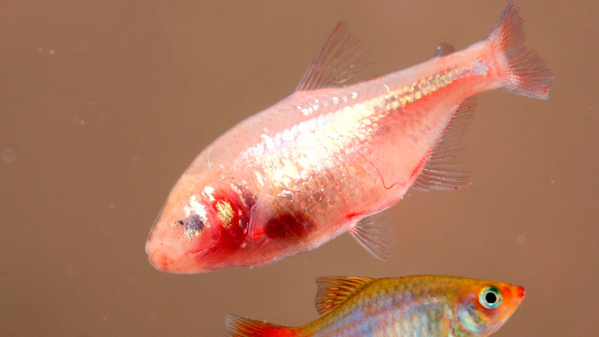 Pez tetra ciego Poema del Mar Acuario Gran Canaria