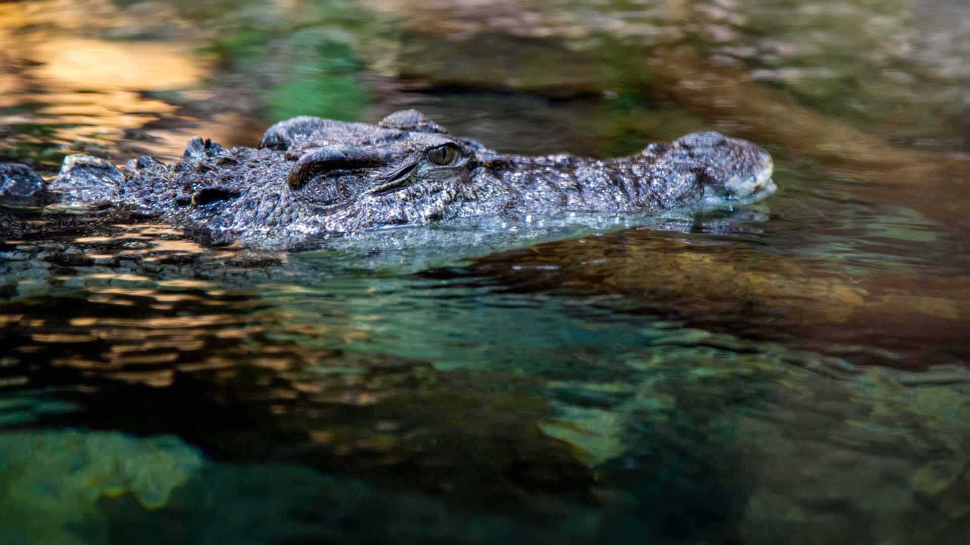 Siamese Crocodile