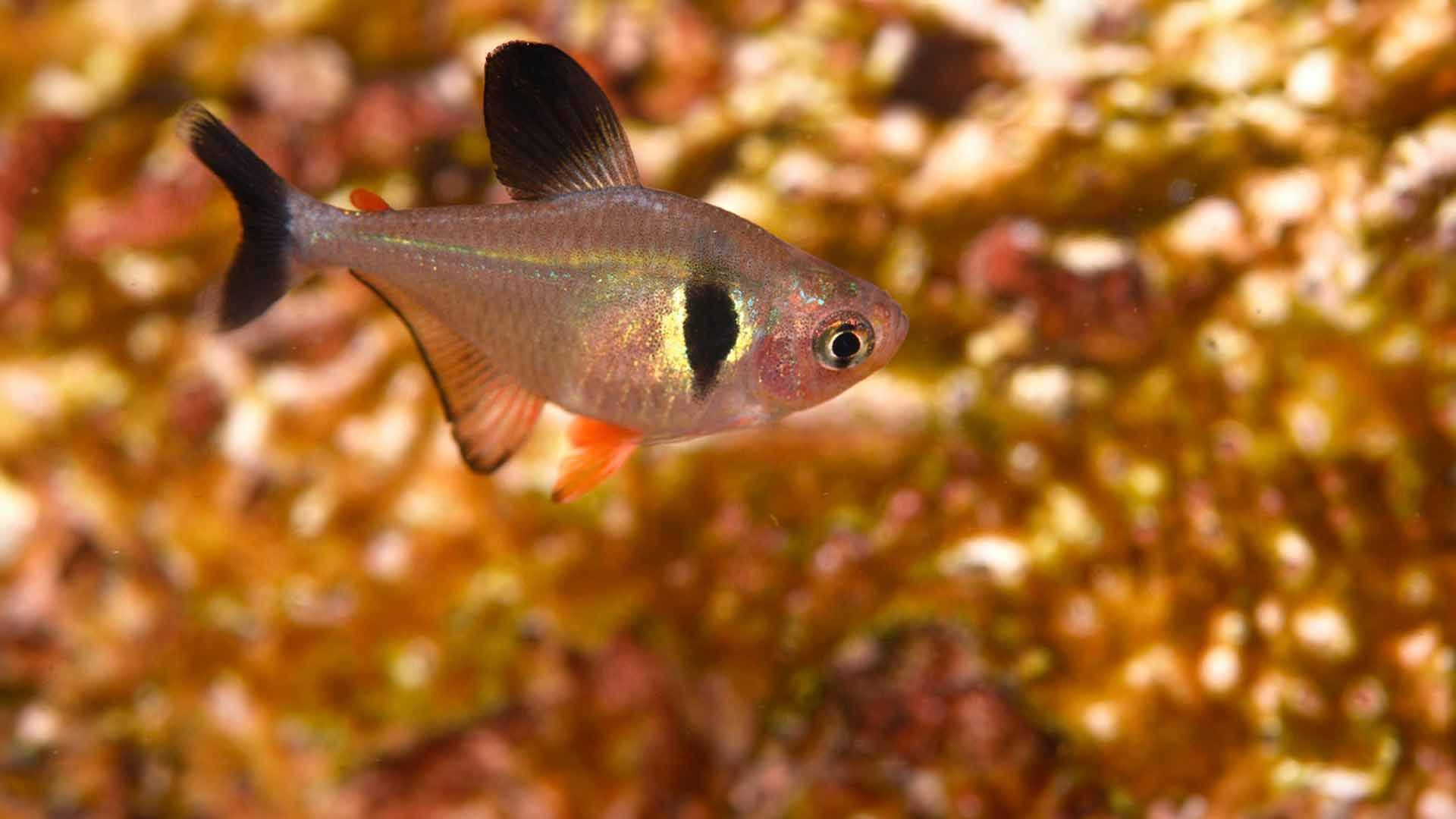 Black Tetra