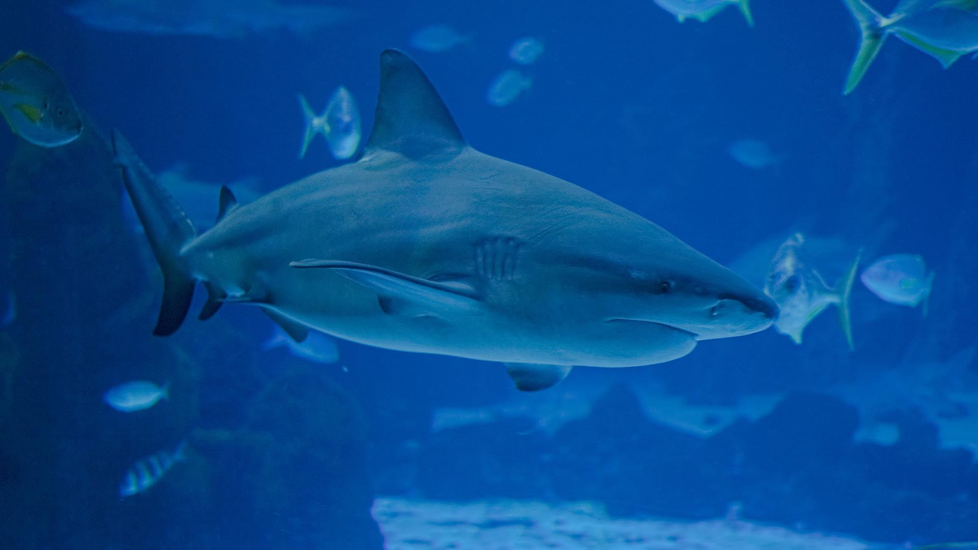 Bull Shark Poema Del Mar Aquarium Gran Canaria