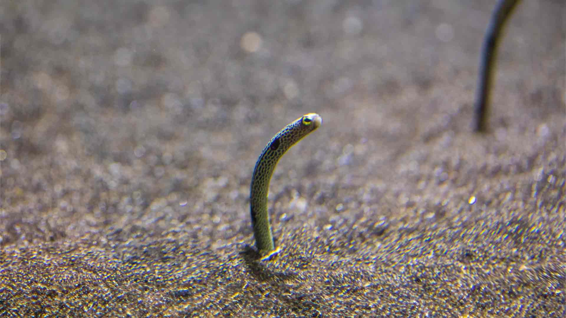 Garden Eel