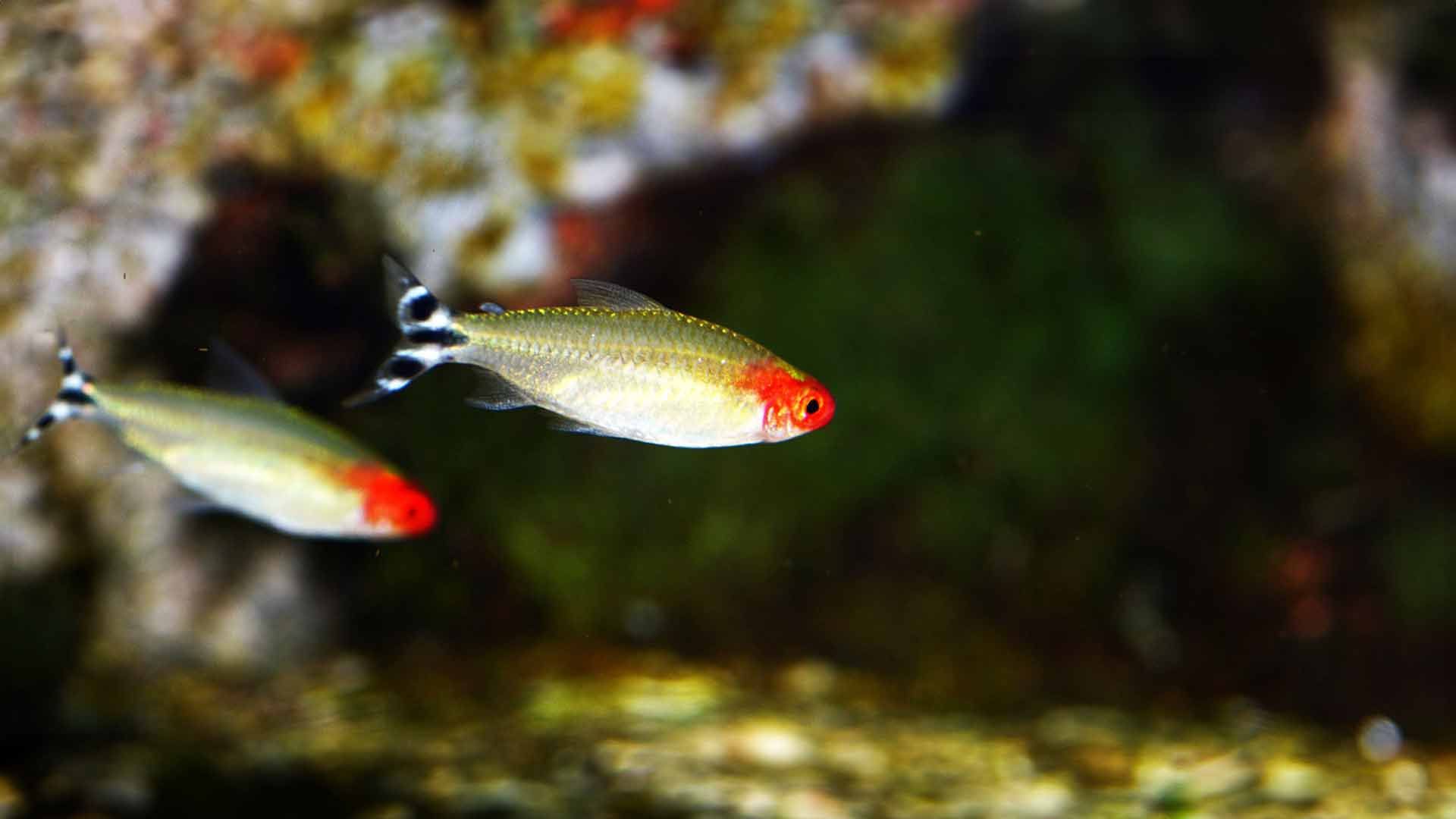 Rummy Nose Tetra