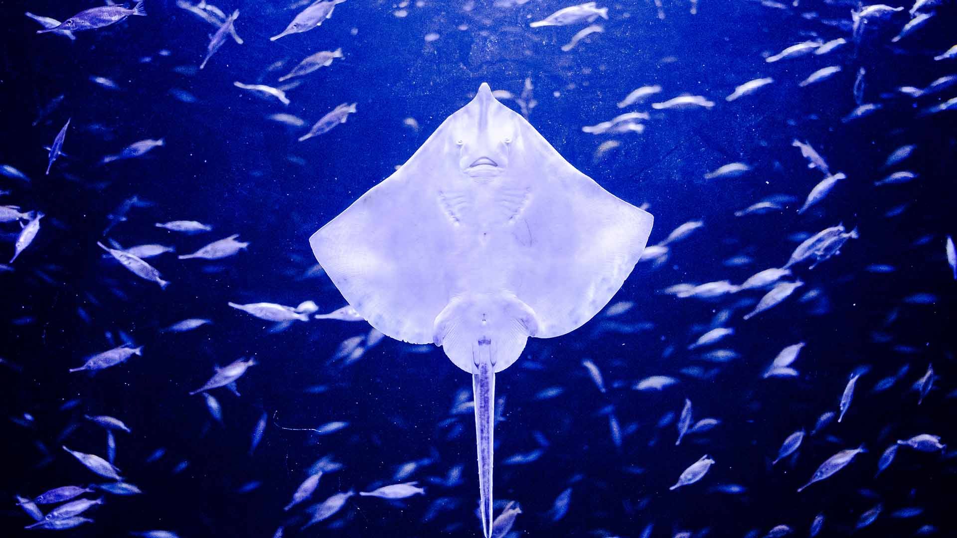 White skate Poema Del Mar Aquarium Gran Canaria