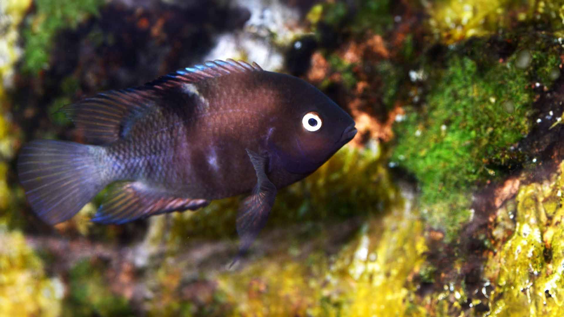 Sajica Cichlid