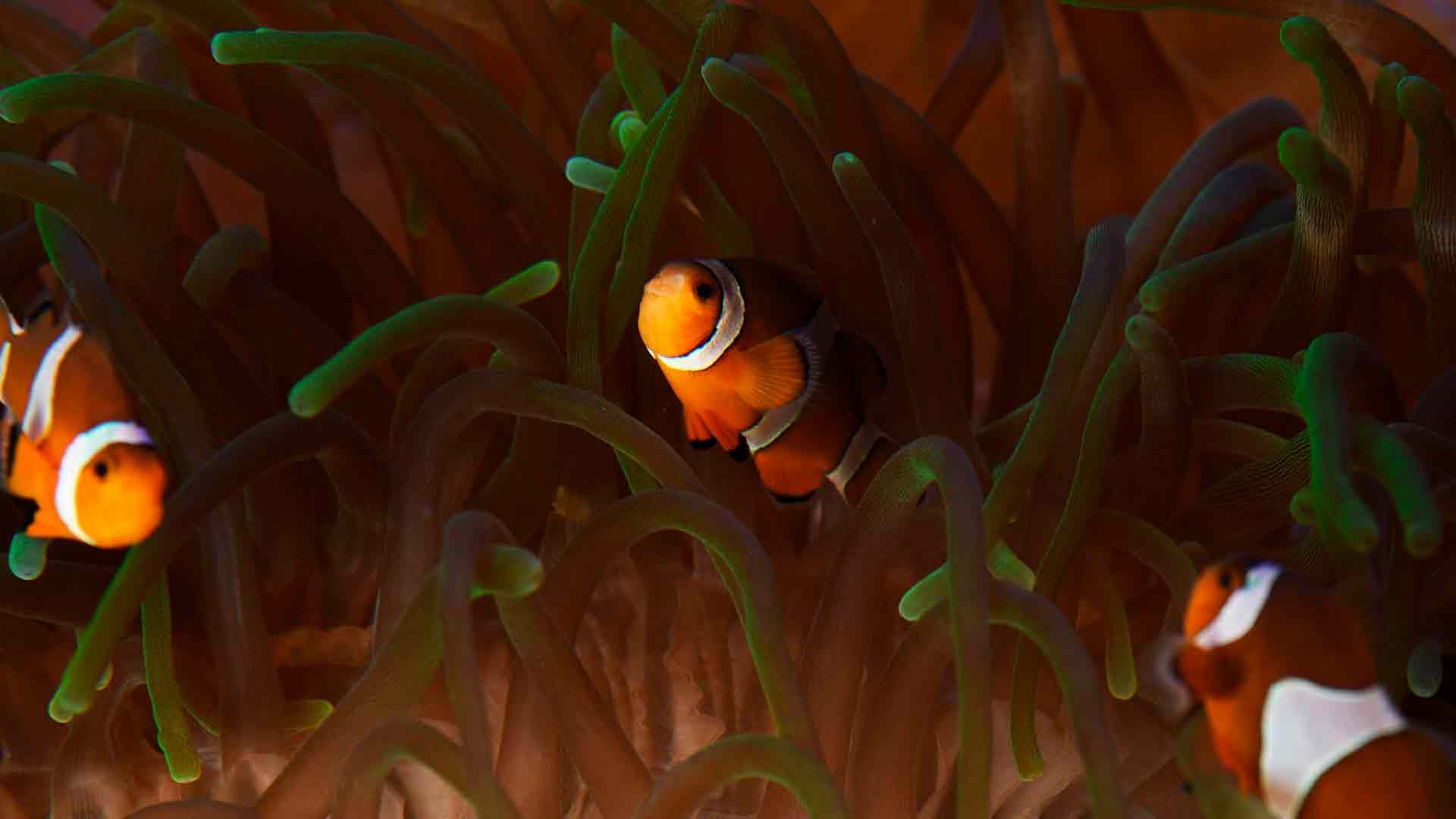 Clownfish