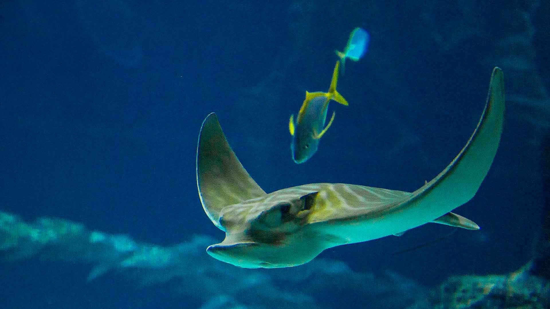 Gestreifter Adlerrochen Poema Del Mar Aquarium Gran Canaria