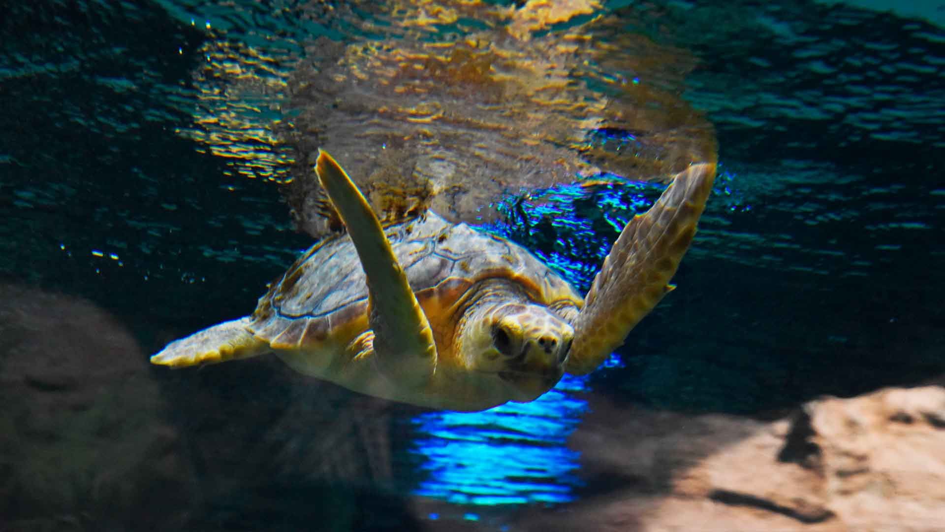 Loggerhead Sea Turtle