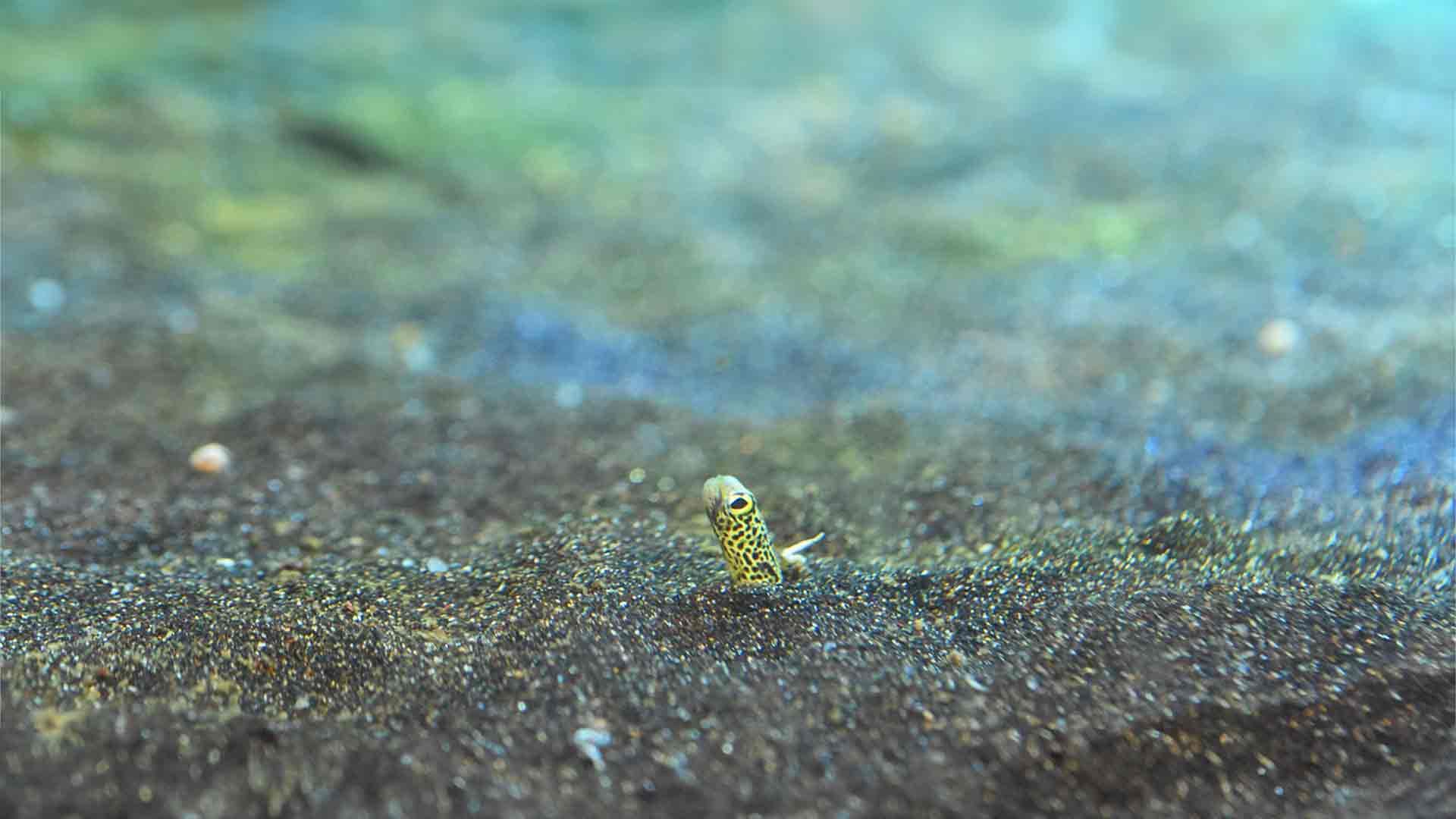 Garden Eel