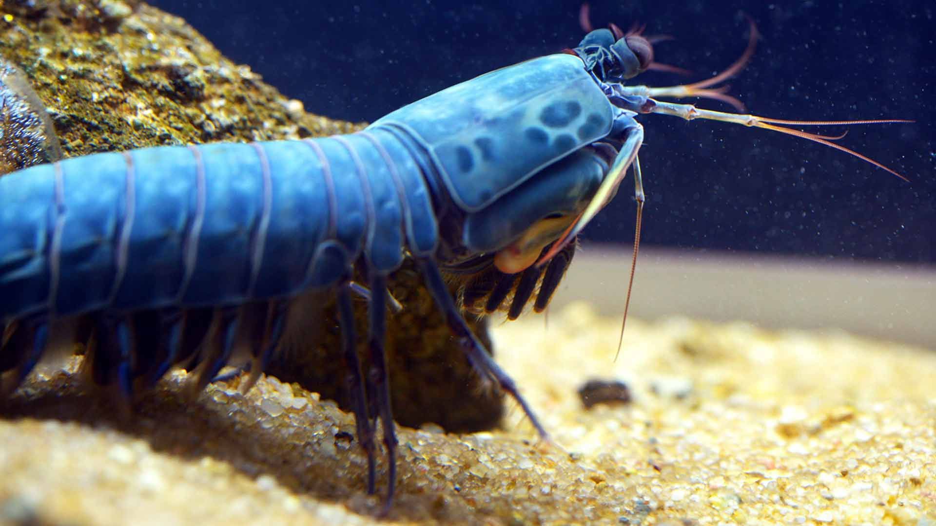 Peacock Mantis Shrimp