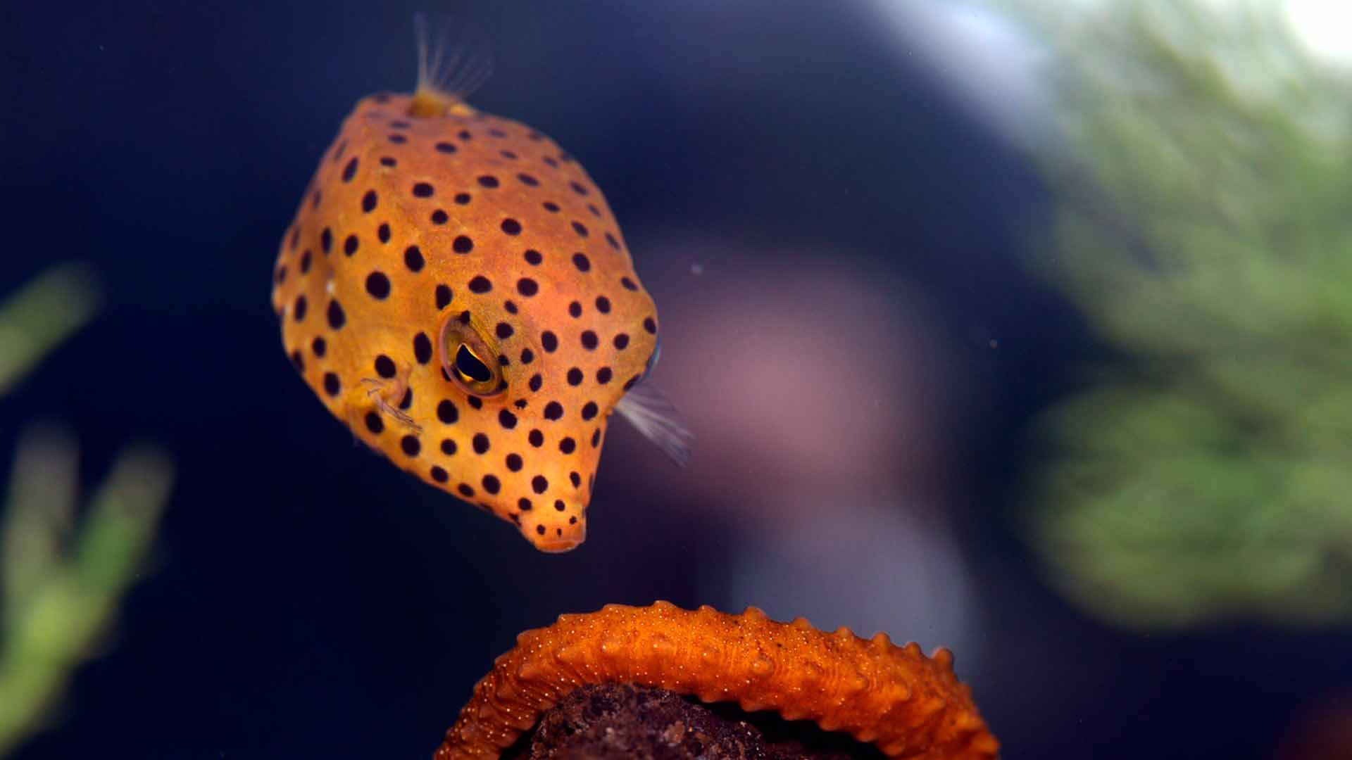 Smooth Trunkfish