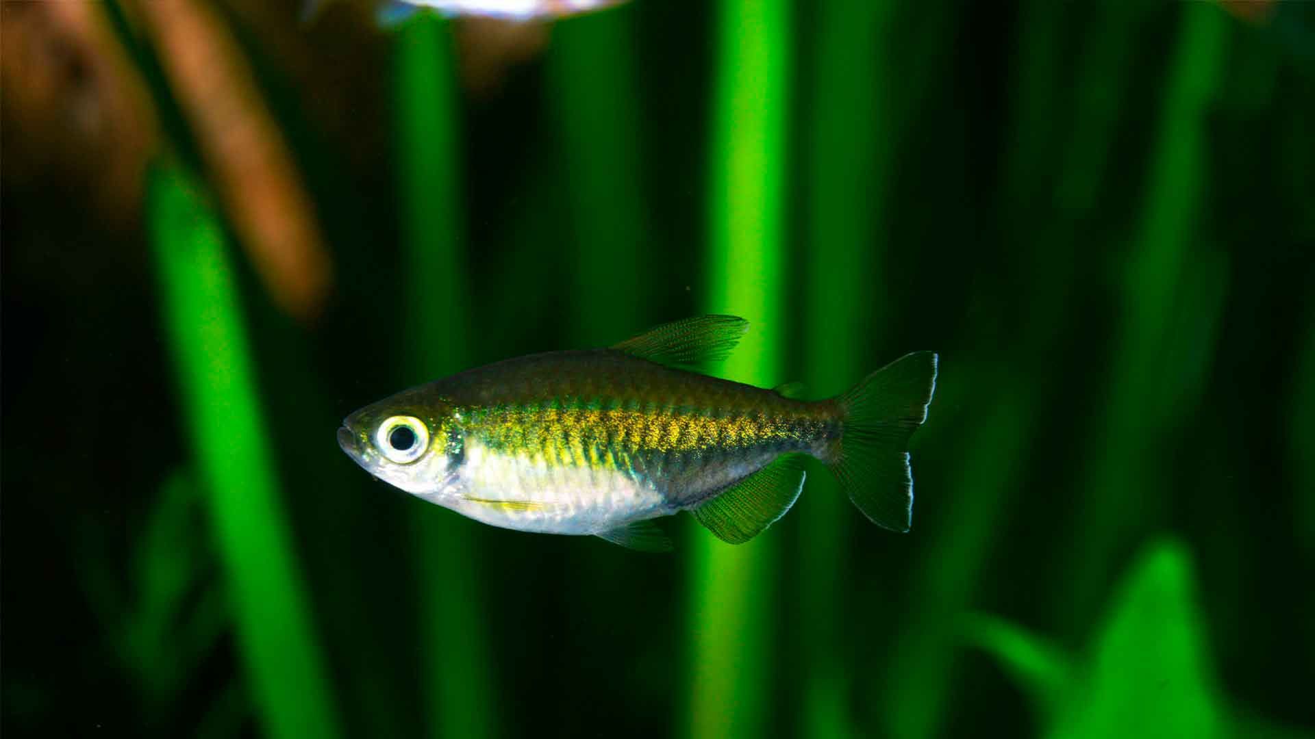 Congo Tetra